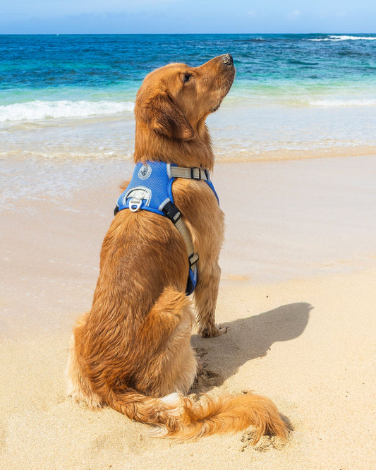 Cooling Harness - Blue