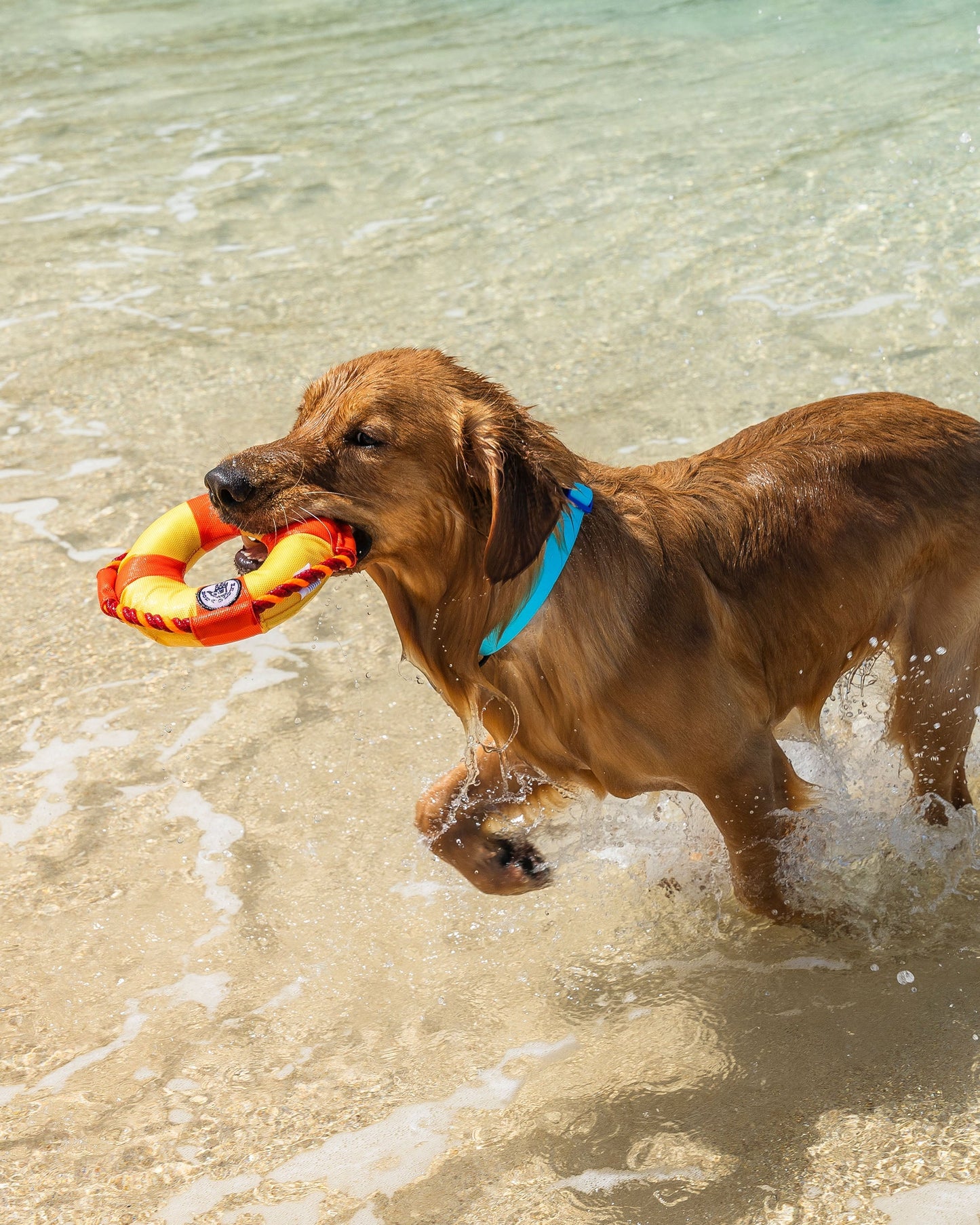 Life Ring Dog Toy - Orange