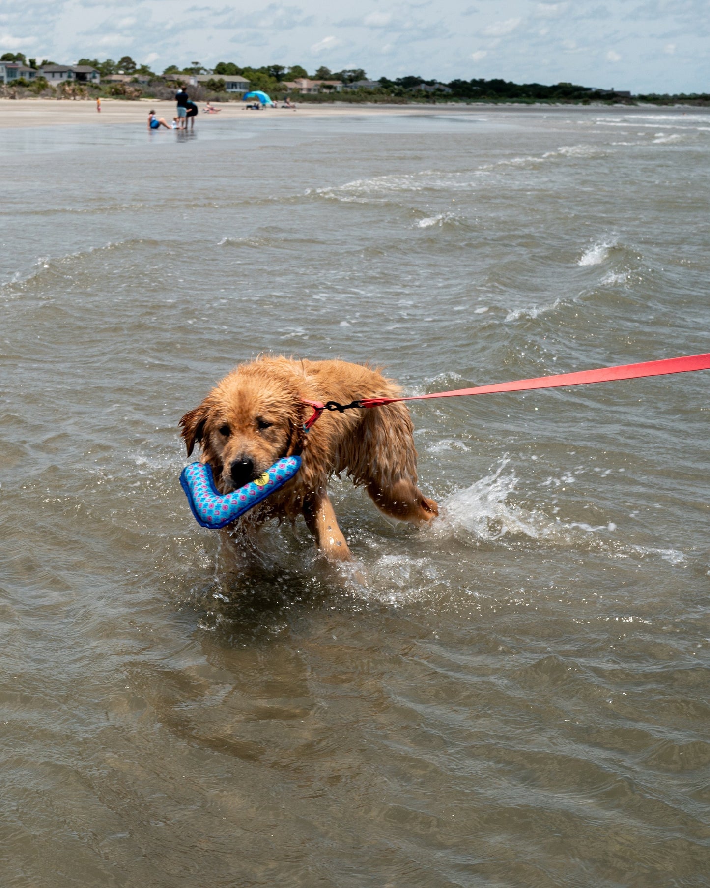 Tough Toss Boomerang - Blue